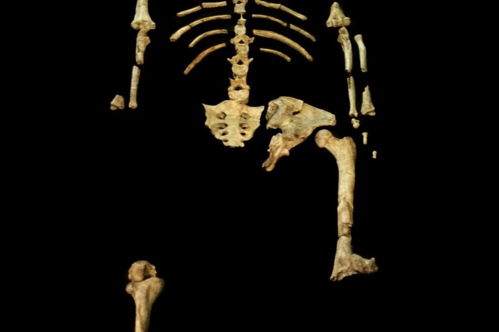 Ostaci čovekolike majmunice Lusi smatraju se pretkom prvih ljudi