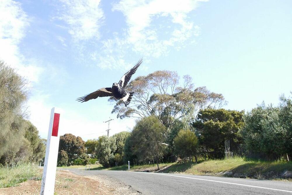 Svrake često napadaju bicikliste i prolaznike u Australiji, Foto: Getty Images