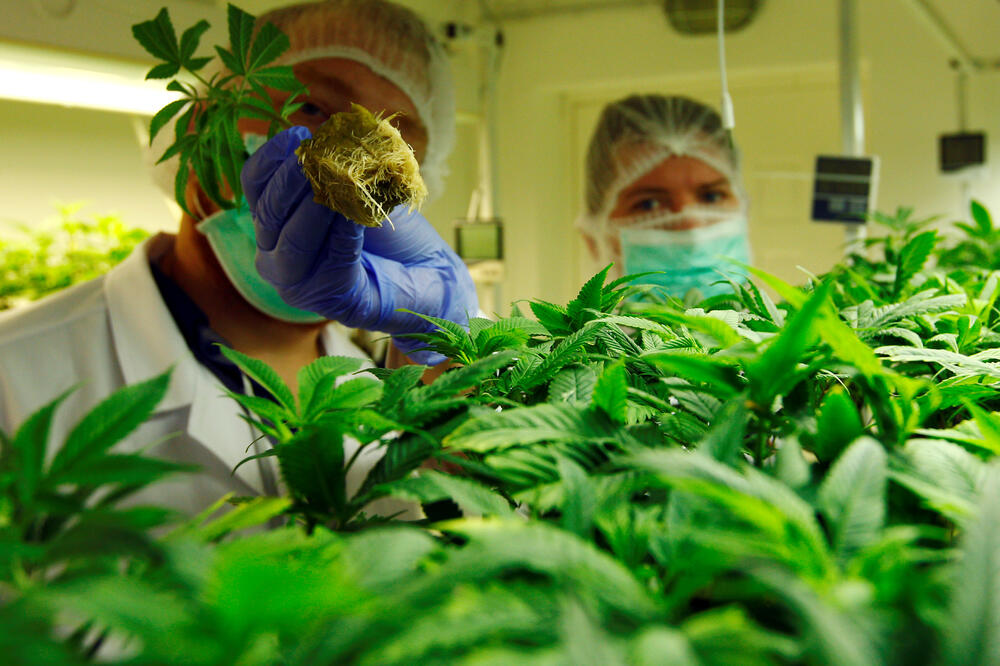 Sa proizvodnje paradajza i paprika prešli na kanabis, Foto: Reuters