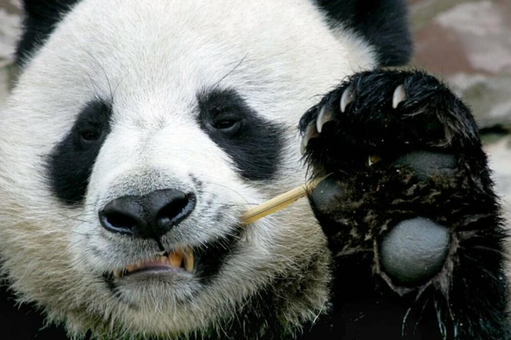 Kineski stručnjaci će učestvovati u istrazi, Foto: AFP