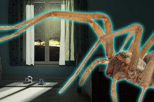 Zašto paukovi opsednuti seksom upadaju u kuće