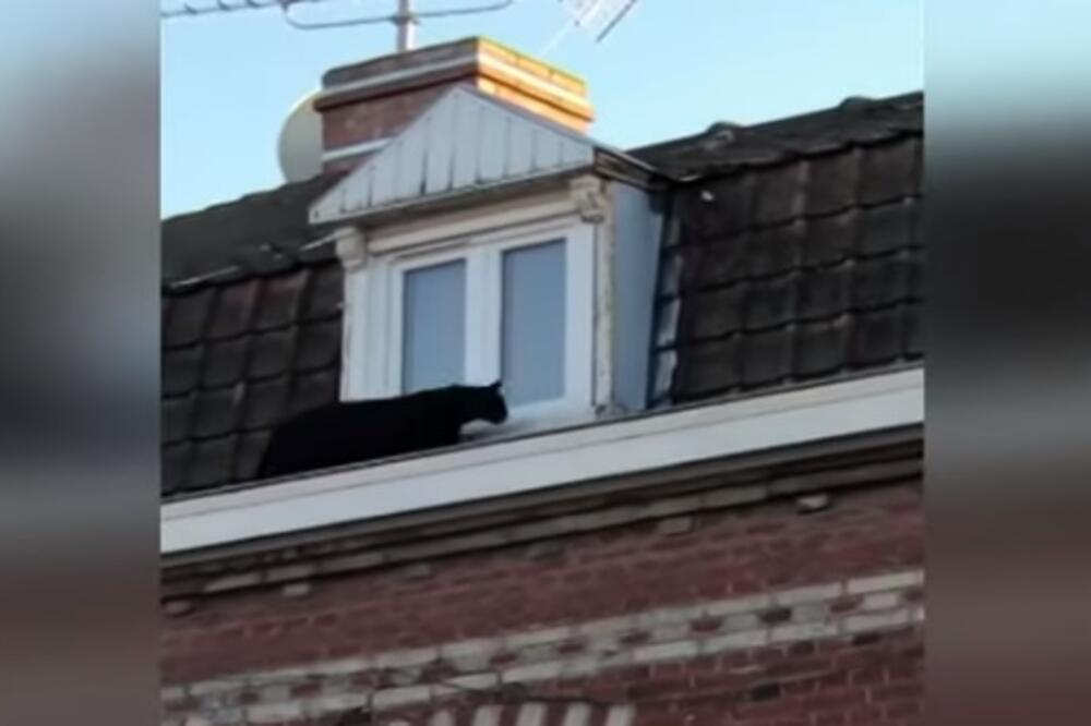 Crni panter, Foto: Screenshot/Youtube