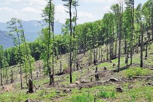 Šumokradice i tajkuni uništili šume i puteve