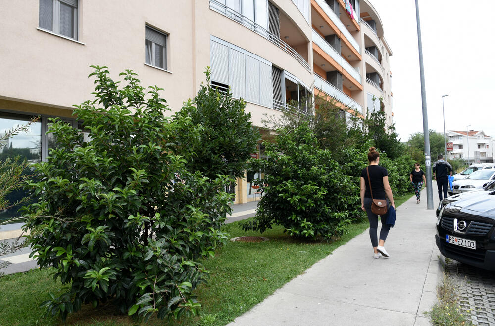 Ministar Pavle Radulović kazao je da uživa u jednom djelu City kvarta koji ima zelenu površinu. "Nije velika, ali je ima. Između dva restorana...", kazao je ministar.Fotoreporter "Vijesti" obišao je Citi kvart kako bi se čitaoci uvjerili koliko je taj dio grada obilat zelenim oazama.