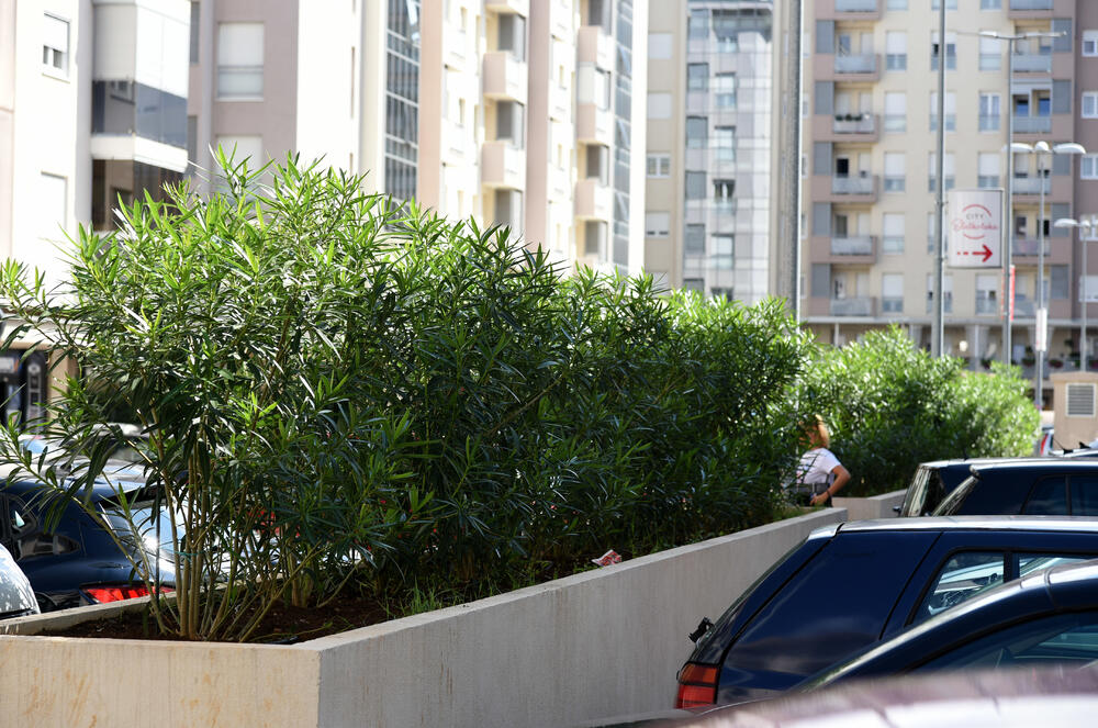 Ministar Pavle Radulović kazao je da uživa u jednom djelu City kvarta koji ima zelenu površinu. "Nije velika, ali je ima. Između dva restorana...", kazao je ministar.Fotoreporter "Vijesti" obišao je Citi kvart kako bi se čitaoci uvjerili koliko je taj dio grada obilat zelenim oazama.