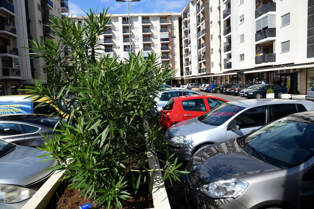 Ministar Pavle Radulović kazao je da uživa u jednom djelu City kvarta koji ima zelenu površinu. "Nije velika, ali je ima. Između dva restorana...", kazao je ministar.Fotoreporter "Vijesti" obišao je Citi kvart kako bi se čitaoci uvjerili koliko je taj dio grada obilat zelenim oazama.