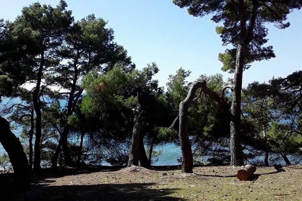 Borova šuma u Ulcinju, Foto: URA Ulcinj