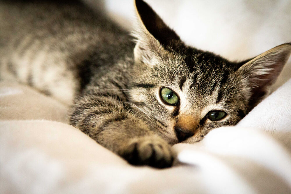 Ilustracija, Foto: Shutterstock