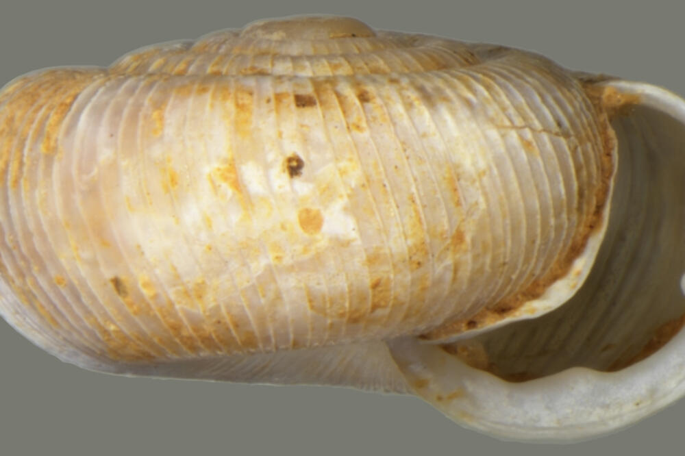 Nova vrsta Virpazaria pesici, Foto: Zoltan Feher