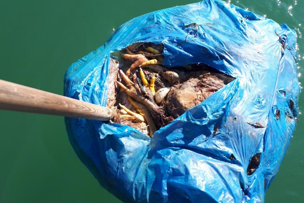 Mrtve kokoške u kesi, Foto: Samir Adrović