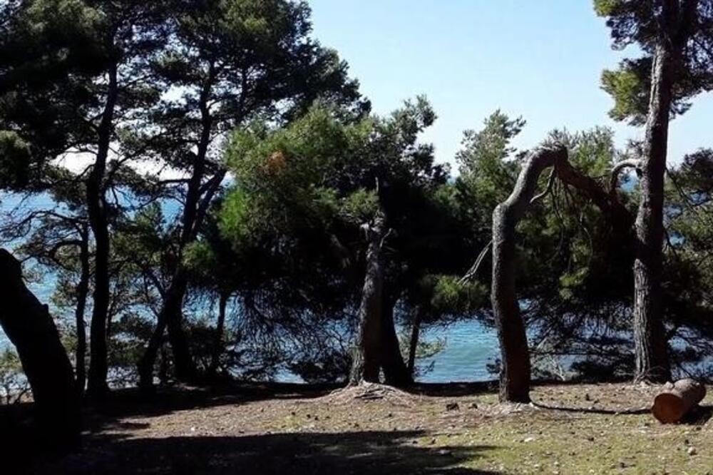 Borova šuma u Ulcinju, Foto: URA Ulcinj