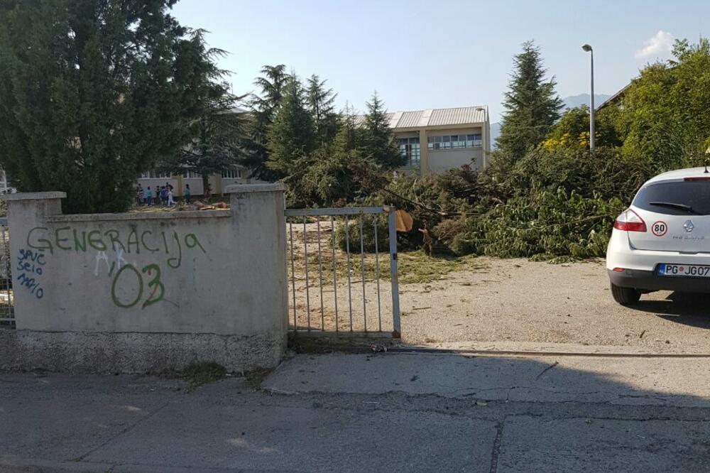 Čempresi decenijama stari, Foto: Čitalac Vijesti