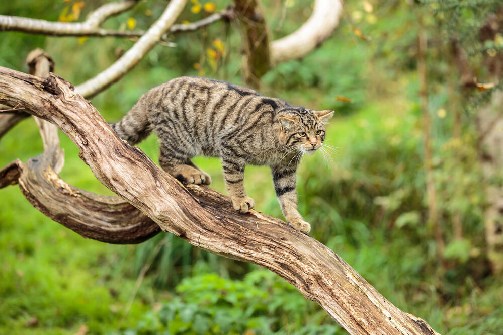 Škotska divlja mačka među ugroženim životinjama, Foto: Shutterstock