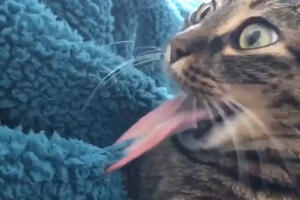 Ako volite mačke ovaj video morate pogledati