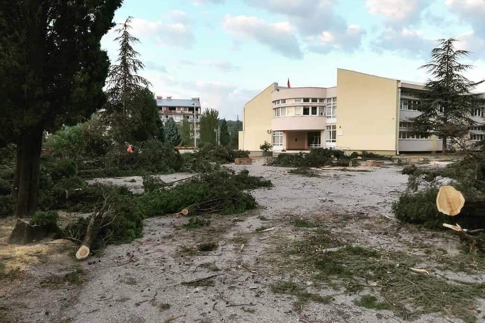 Posječeni čempresi u Spužu, Foto: Volim Danilovgrad