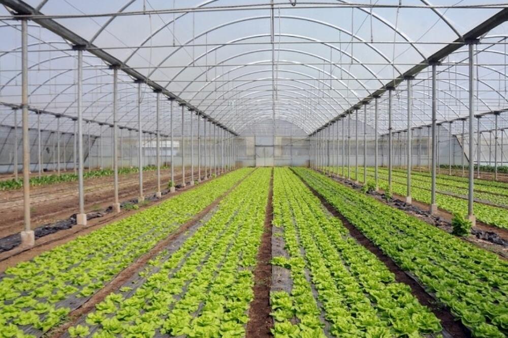 Ilustracija, Foto: Boris Pejović