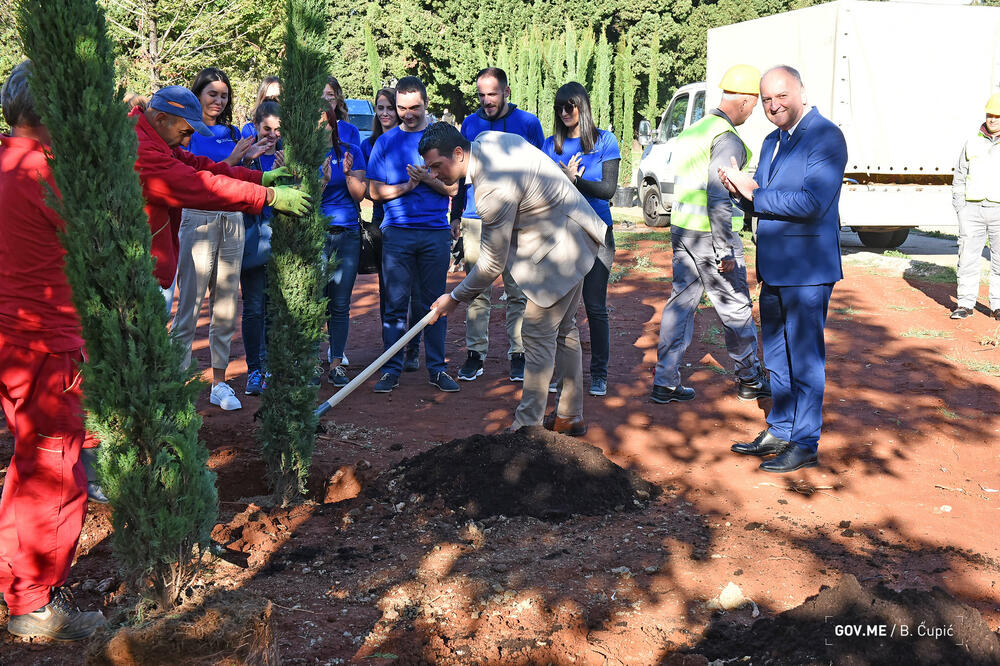 Janović sadi čemprese, Foto: Bojana Čupić