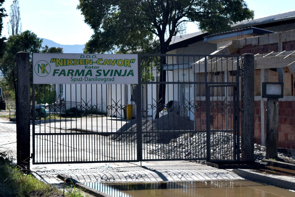 Farma svinja mjesecima bez vodne dozvole za sistem za sakupljanje, preciščavanje i ispuštanje otpadnih voda, Foto: Luka Zeković