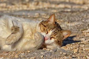 I danas toplo, do 28 stepeni