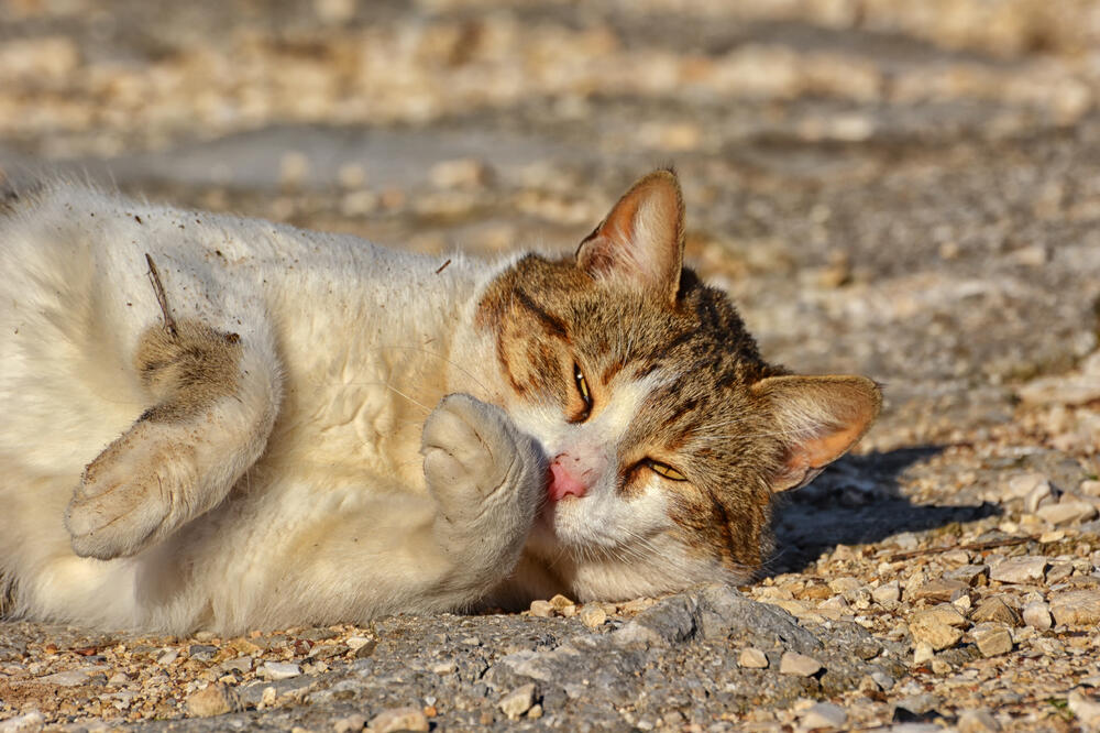 Uživanje u suncu, Foto: Shutterstock