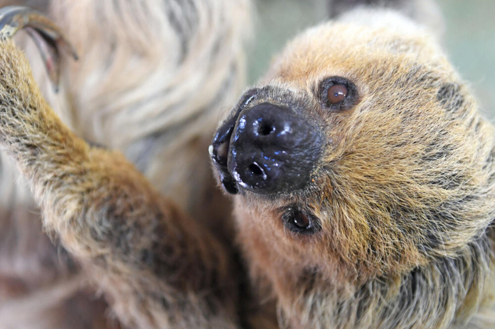 Paula, Foto: Hendrik Schmidt/Getty Images
