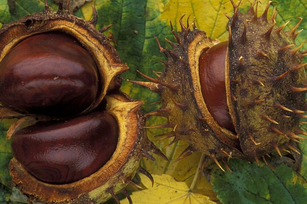 Svi smo se igrali s kestenjem kad smo bili mali, Foto: Getty Images