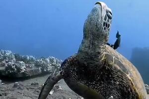 Pogledajte kako spavaju kornjače