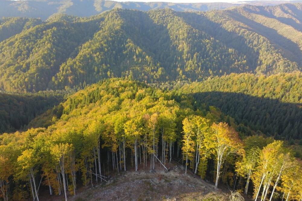 U Rumuniji se nalazi jedna od najvećih netaknutih šuma u Evropi, ali je nelegalna seča sve veća pretnja za nju, Foto: Agent Green