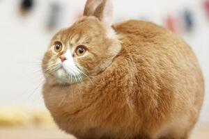 Fotošop igrarije: Kad mačka postane sladoled, pauk, zec...