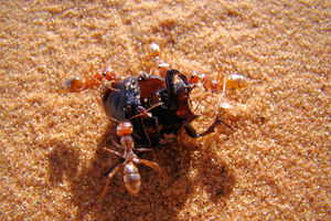 Najbrži mrav na svijetu pređe 85 santimetara u sekundi