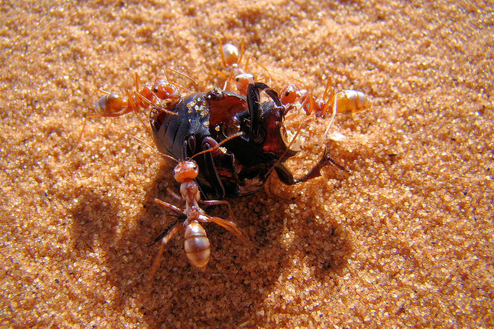 Saharski srebrni mrav, Foto: Wikipedia.org