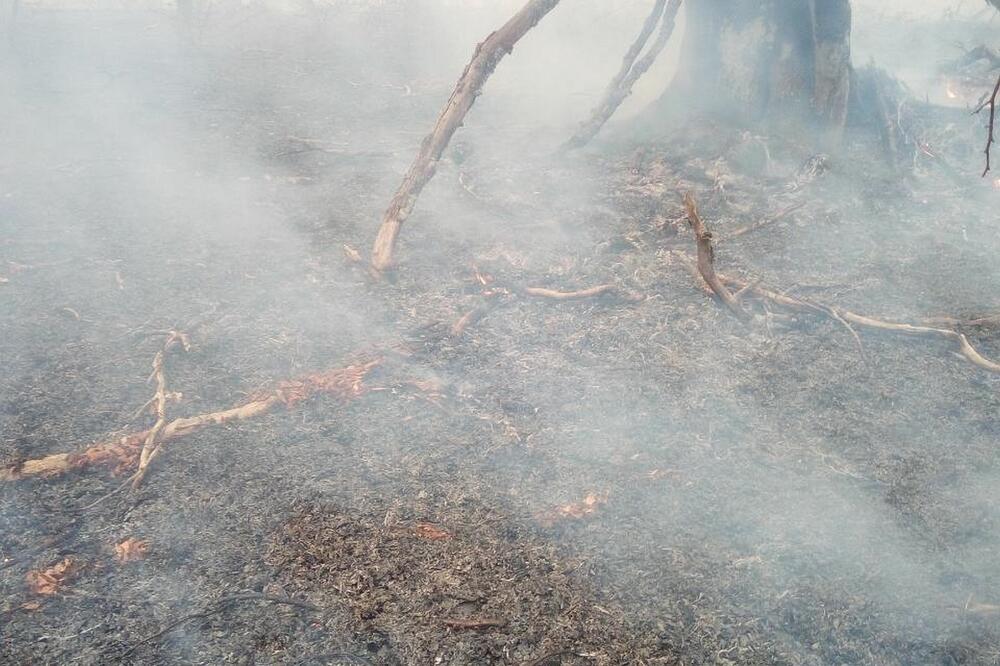 Požar na planini Lisi, Foto: Shutterstock