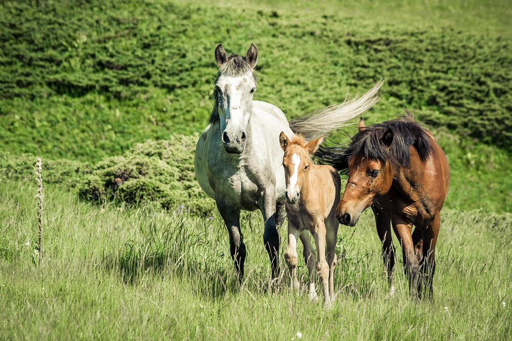 Ilustracija, Foto: Shutterstock
