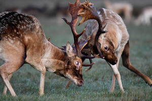 FOTO PRIČA Dva jelena u žaru borbe