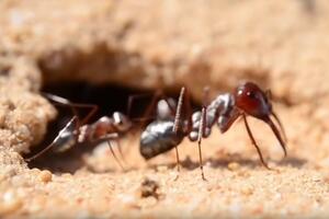 Pogledajte: Ovi mravi jure 85 centimetara u sekundi