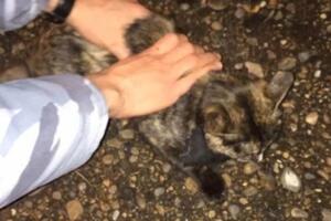 Životinje i droga: Rusi uhvatili mačku koja je korišćena za...