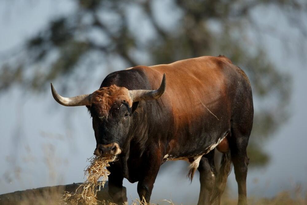 Niko ne bi htio da naljuti bika (arhivska fotografija), Foto: Pablo Blazquez Dominguez