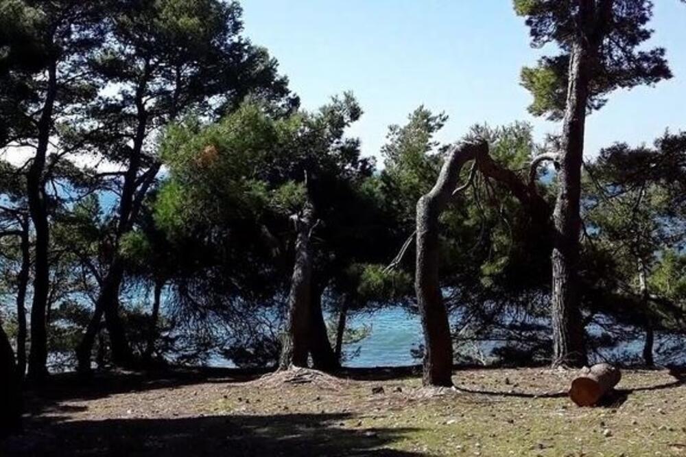 Borova šuma u Ulcinju, Foto: URA Ulcinj