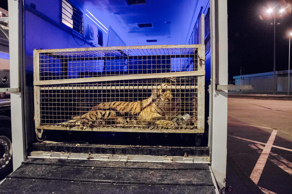 Jedan od spašenih tigrova, Foto: Reuters