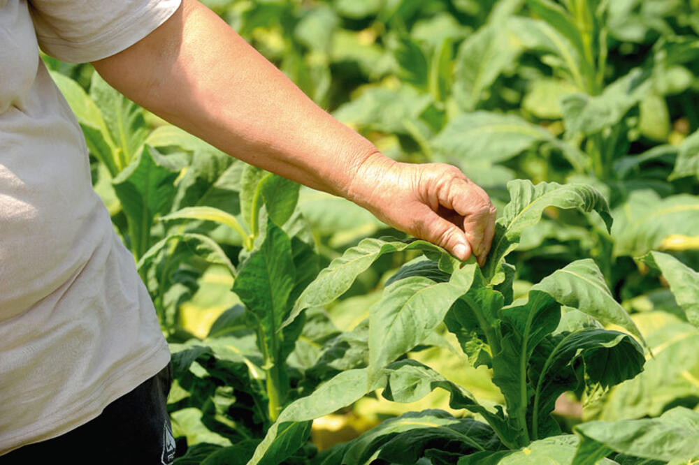 Uzgojem duvana bavi se 55 poljoprivrednika, a nekada ih je bilo deset puta više, Foto: Shutterstock