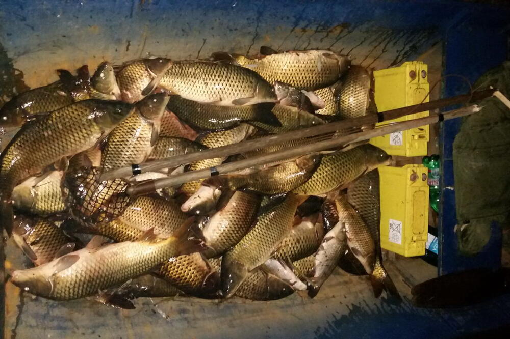 "Doveden u pitanje opstanak krapa i ukljeve", Foto: KOR