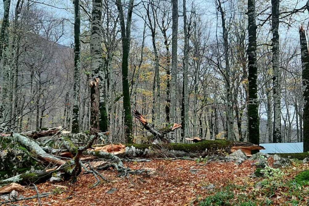 Porušena stabla, Foto: NPCG