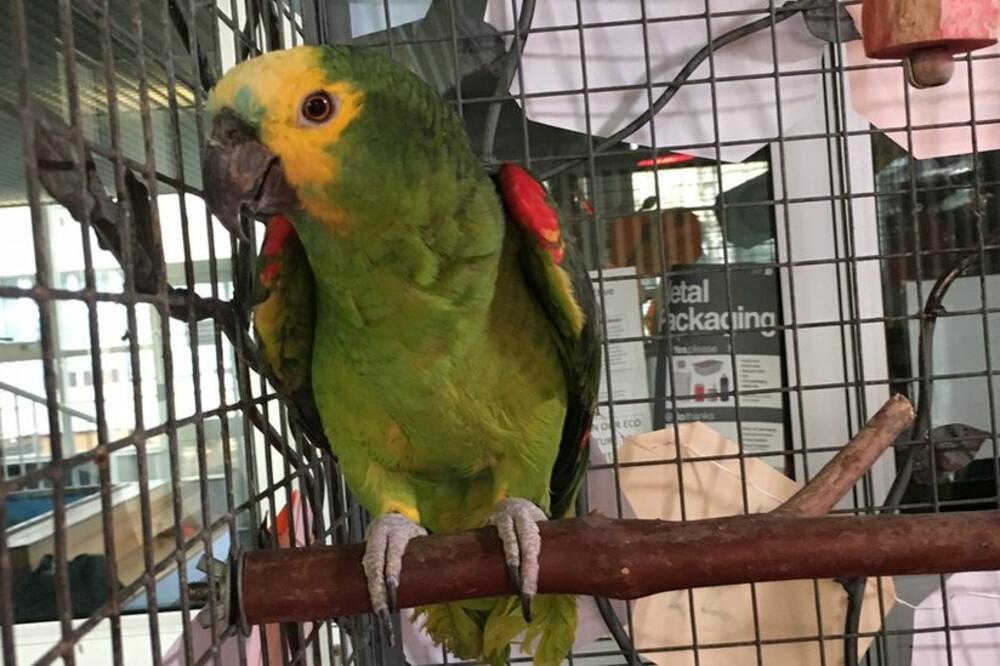 Sim je preseljen u školu 1988. godine, nakon zatvaranja prodavnice igračaka u kojoj je živio, Foto: BBC