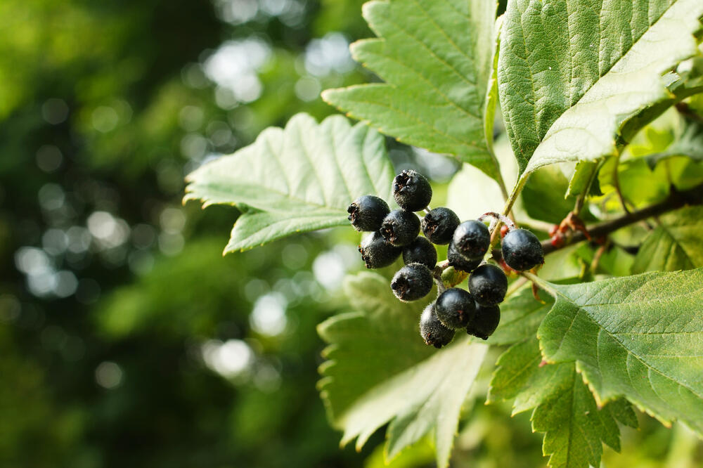 Crni glog, Foto: Shutterstock