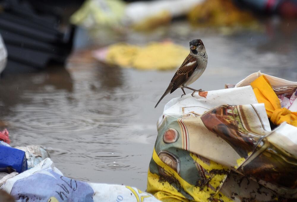 Fotoreporter "Vijesti" Boris Pejović zabilježio je detalje iz Podgorice, koju je danas "okupirala" kiša. Obilne padavine stvorile su probleme mještanima mnogih naselja. Pogledajte galeriju!