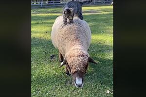 VIDEO Novi nivo relax masaže