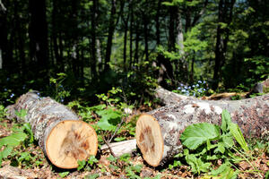 U šporetu završilo više od 800.000 kubika drveta