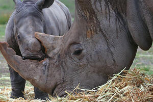 Naučnici u borbi protiv lovokradica - lažni rogovi nosoroga stižu...