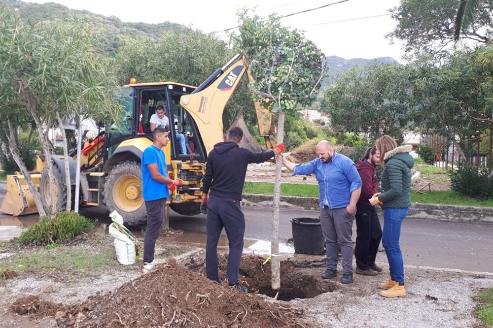 Sadnja rogača u Donjoj Lastvi, Foto: Opština Tivat