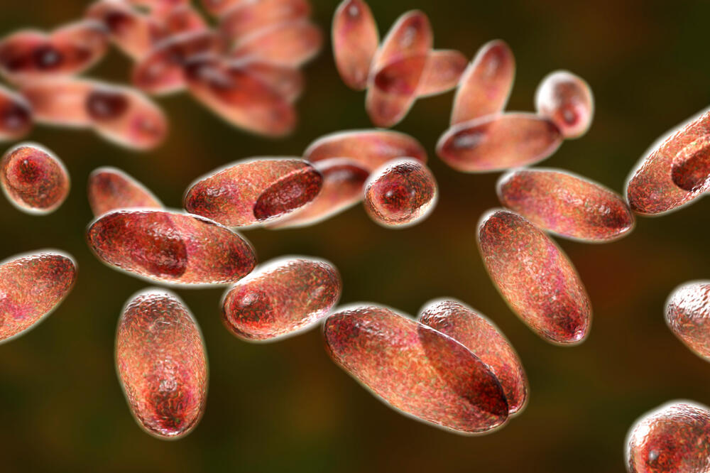 Bakterija Jersinija pestis koja izaziva kugu, Foto: Shutterstock